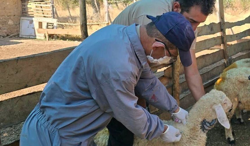 KIRŞEHİR’DE HAYVAN SAĞLIĞI İÇİN SAHA ÇALIŞMALARI SÜRÜYOR