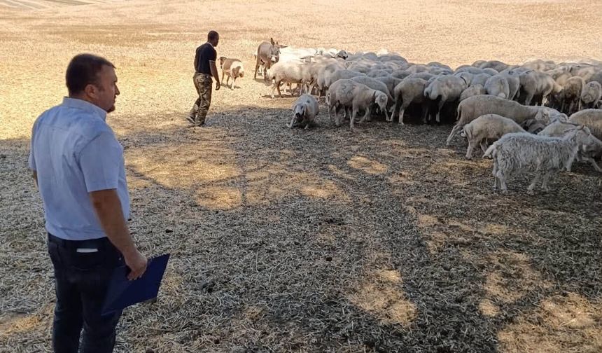 Kırşehir’de Hayvan Sağlığı Denetimleri Devam Ediyor