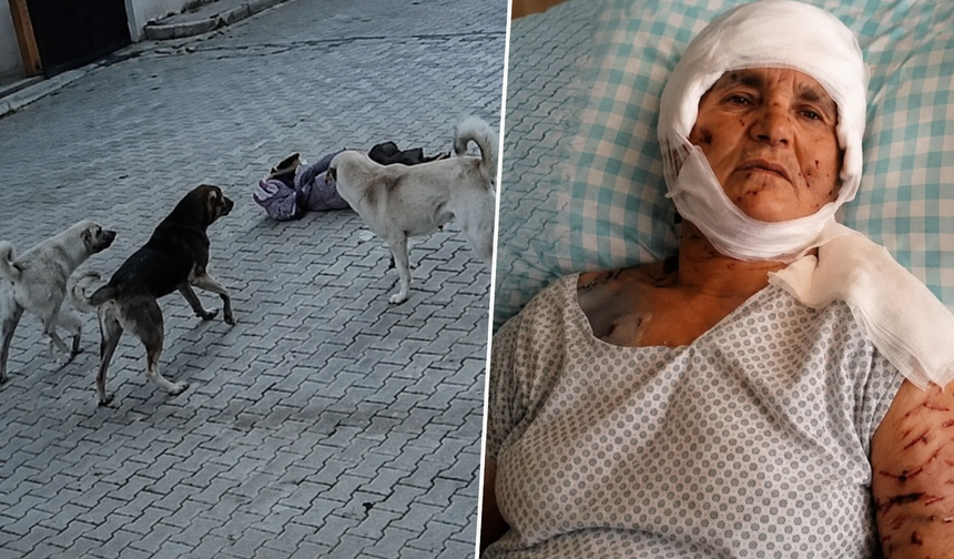 Kırşehir’de Köpek Saldırısına 637 Bin Liralık Tazminat