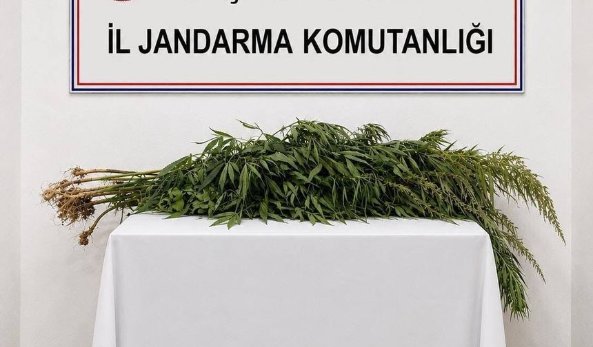 İkametlerde yapılan aramalarda 30 kök uyuşturucu ele geçirildi