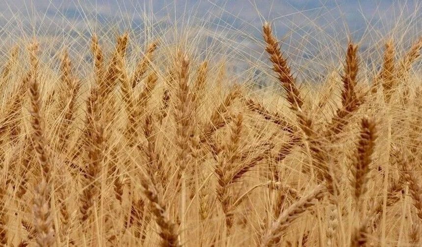 KAEÜ’nün Buğday Çalışmaları Türkiye’nin Gündeminde