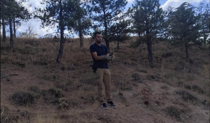 Gökdoğan Kırşehir’de Özgürlüğüne Kavuştu