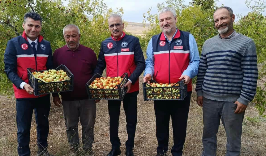 Mucur’da Hünnap Hasadı Başladı