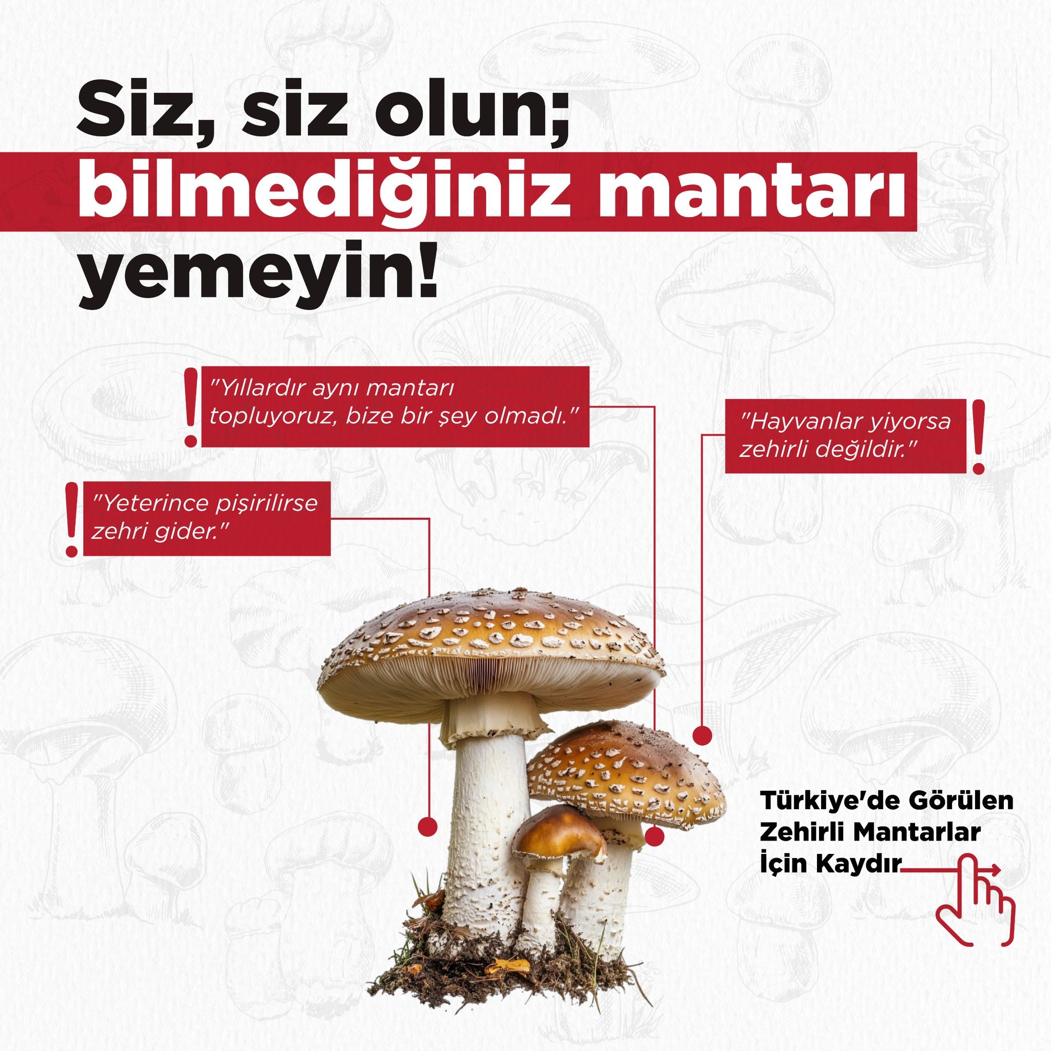 Mantar