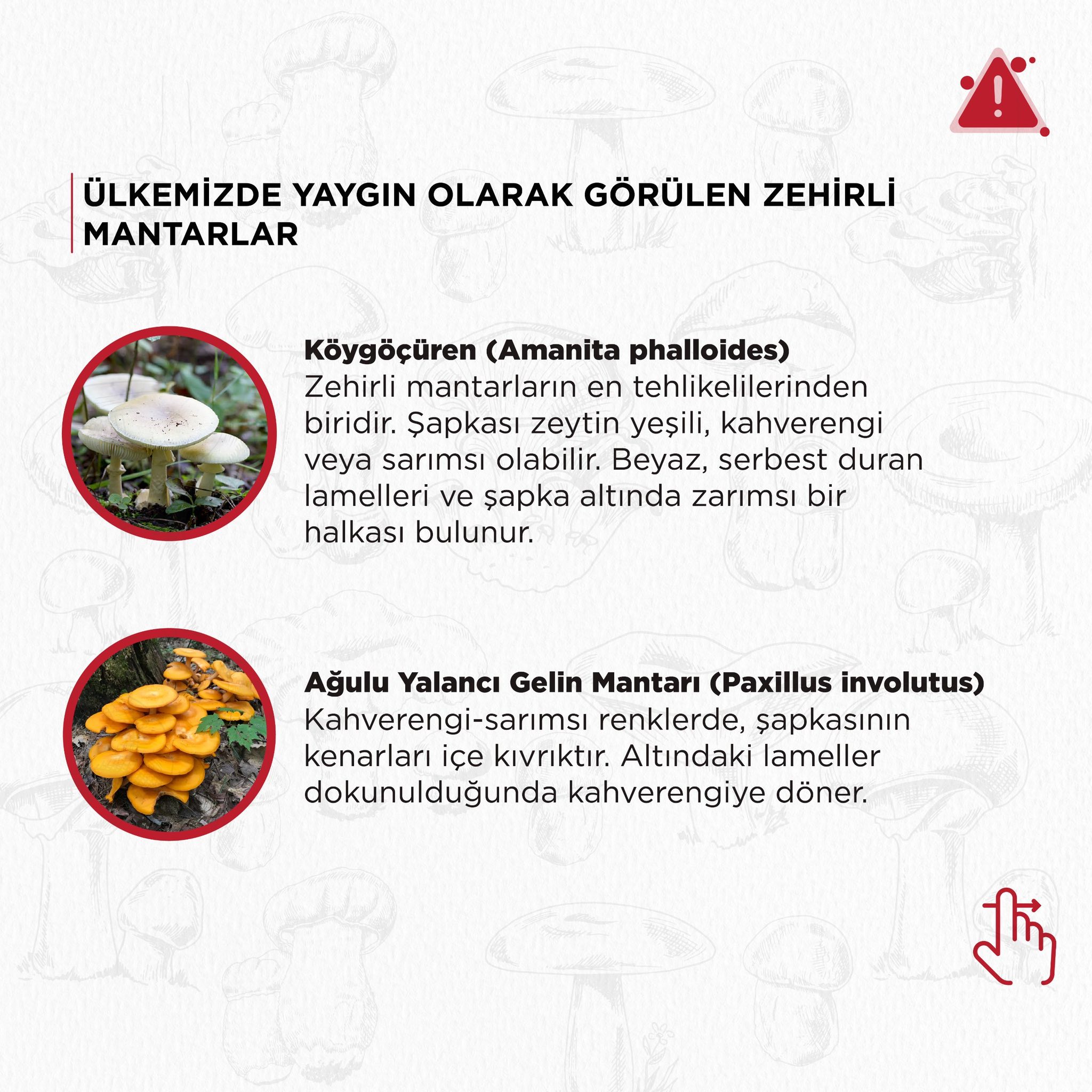 Mantar1
