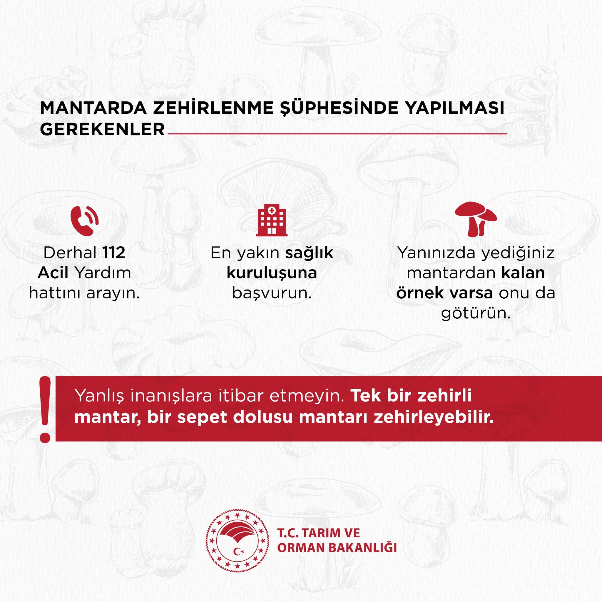 Mantar3