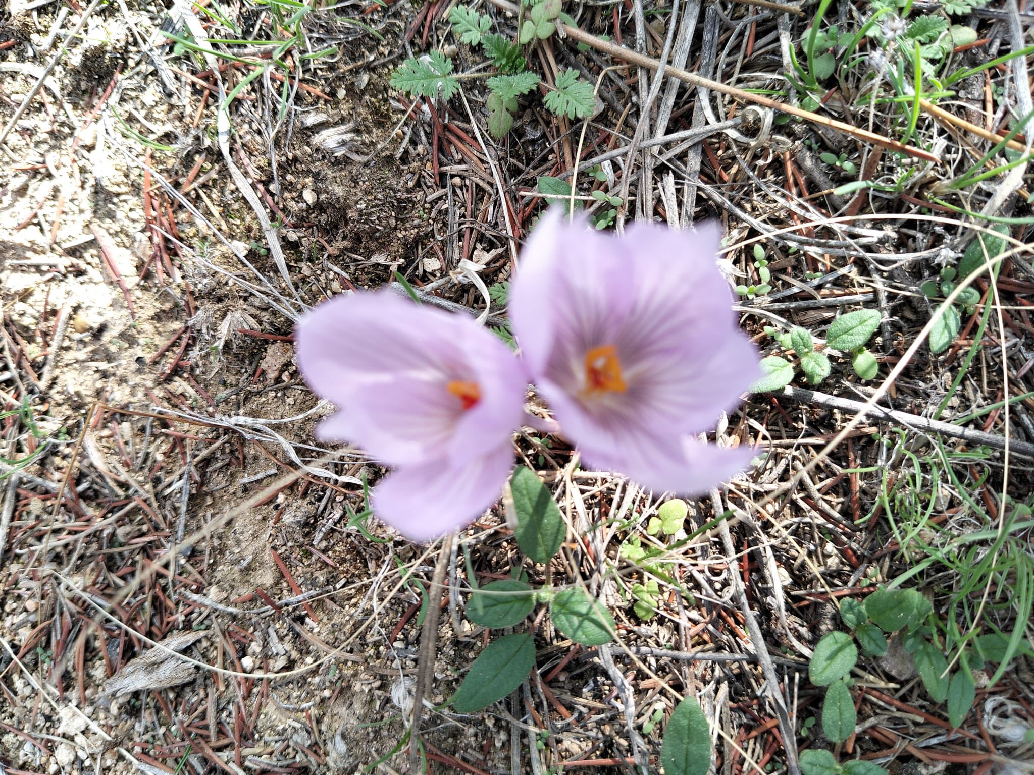 577162253 1139736618270226 1537736194296159125 N