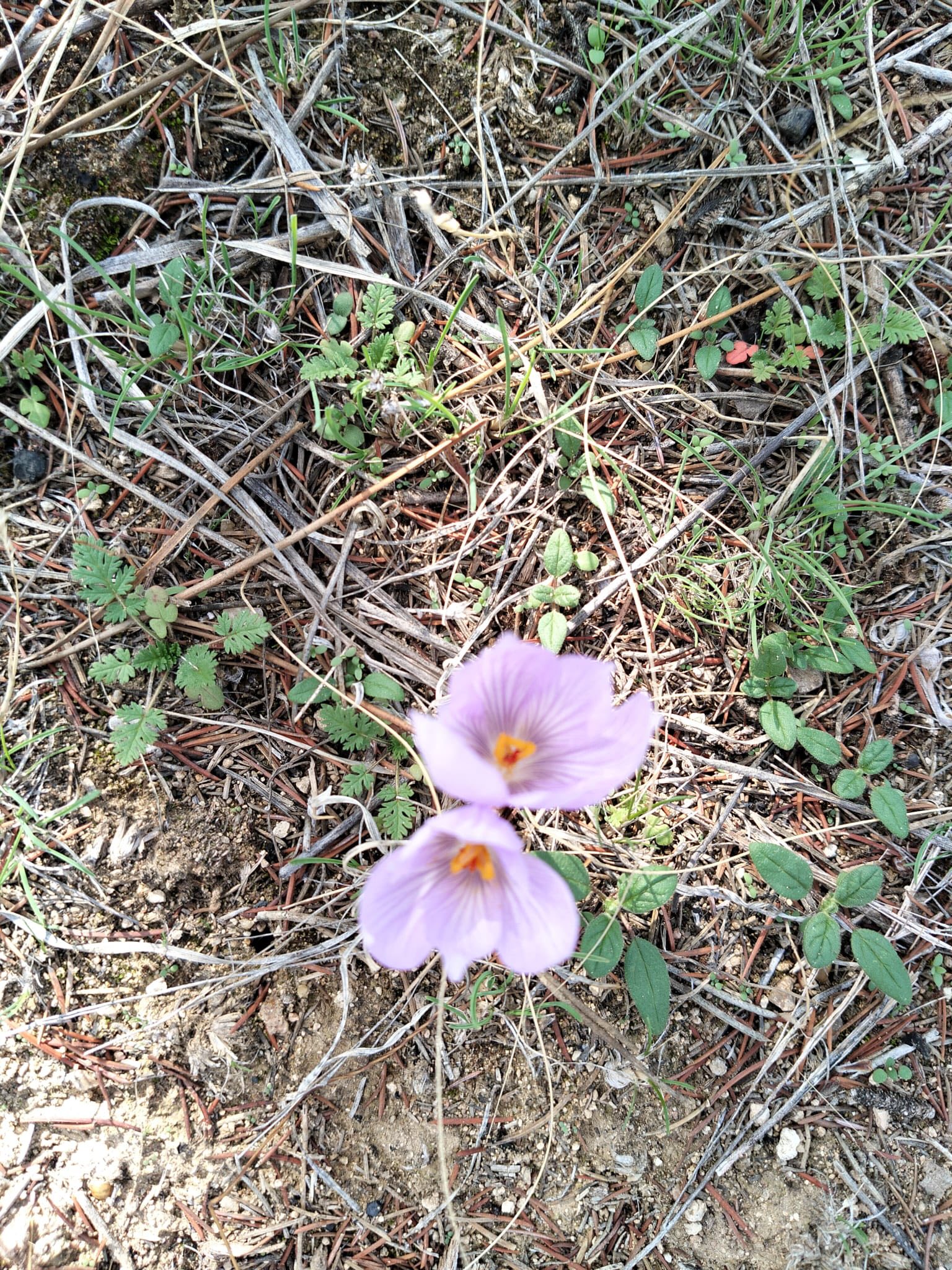 577180748 1139736668270221 7739659149686188599 N