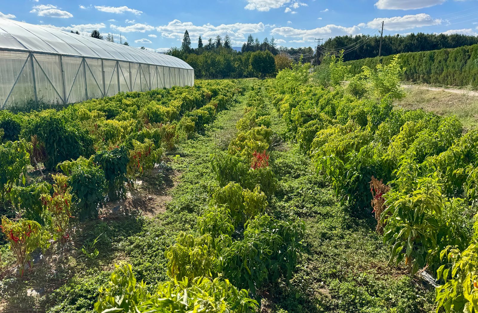 A A 20251126 39809461 39809456 K I R S E H I R D E H U K U M L U L E R 400 D O N U M L U K A R A Z I D E T A R I M V E H A Y V A N C I L I G A K A T K I D A B U L U N U Y O R