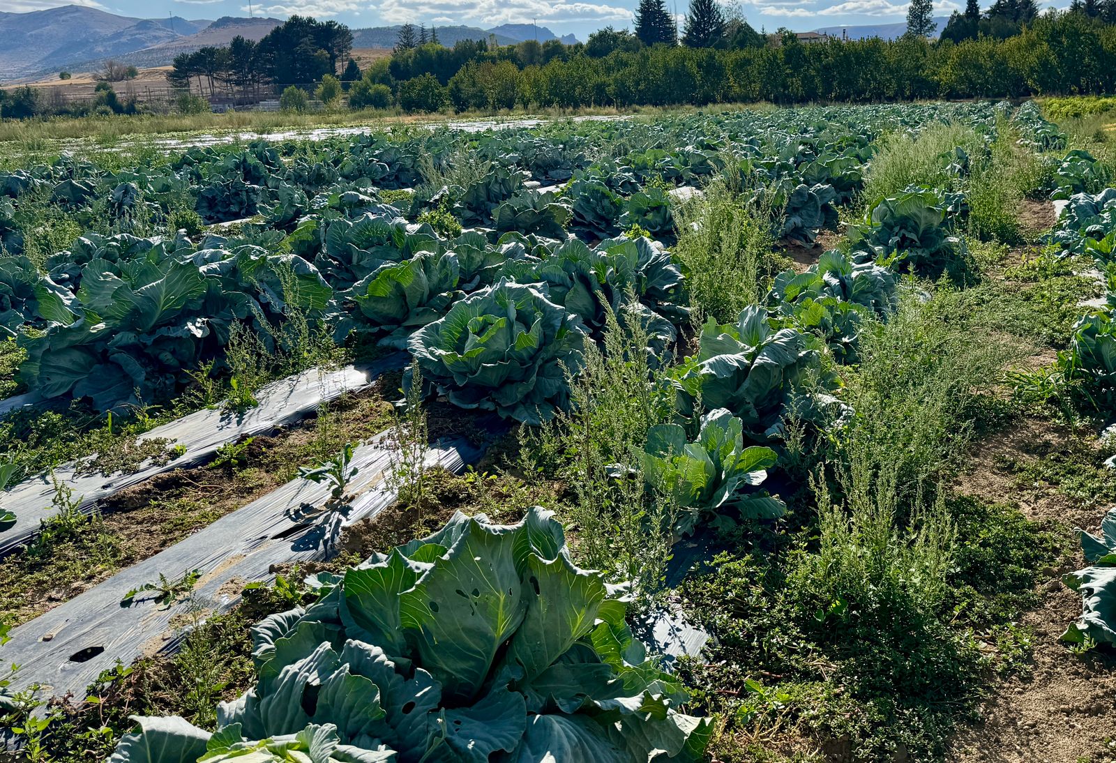 A A 20251126 39809461 39809458 K I R S E H I R D E H U K U M L U L E R 400 D O N U M L U K A R A Z I D E T A R I M V E H A Y V A N C I L I G A K A T K I D A B U L U N U Y O R