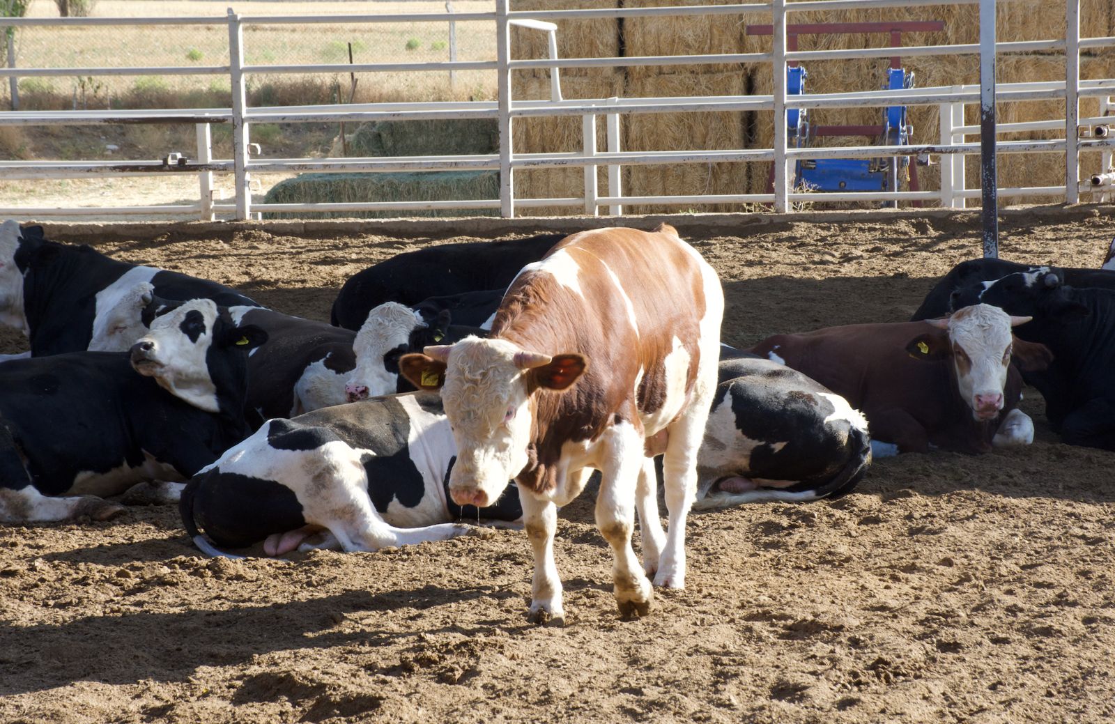 A A 20251126 39809461 39809459 K I R S E H I R D E H U K U M L U L E R 400 D O N U M L U K A R A Z I D E T A R I M V E H A Y V A N C I L I G A K A T K I D A B U L U N U Y O R