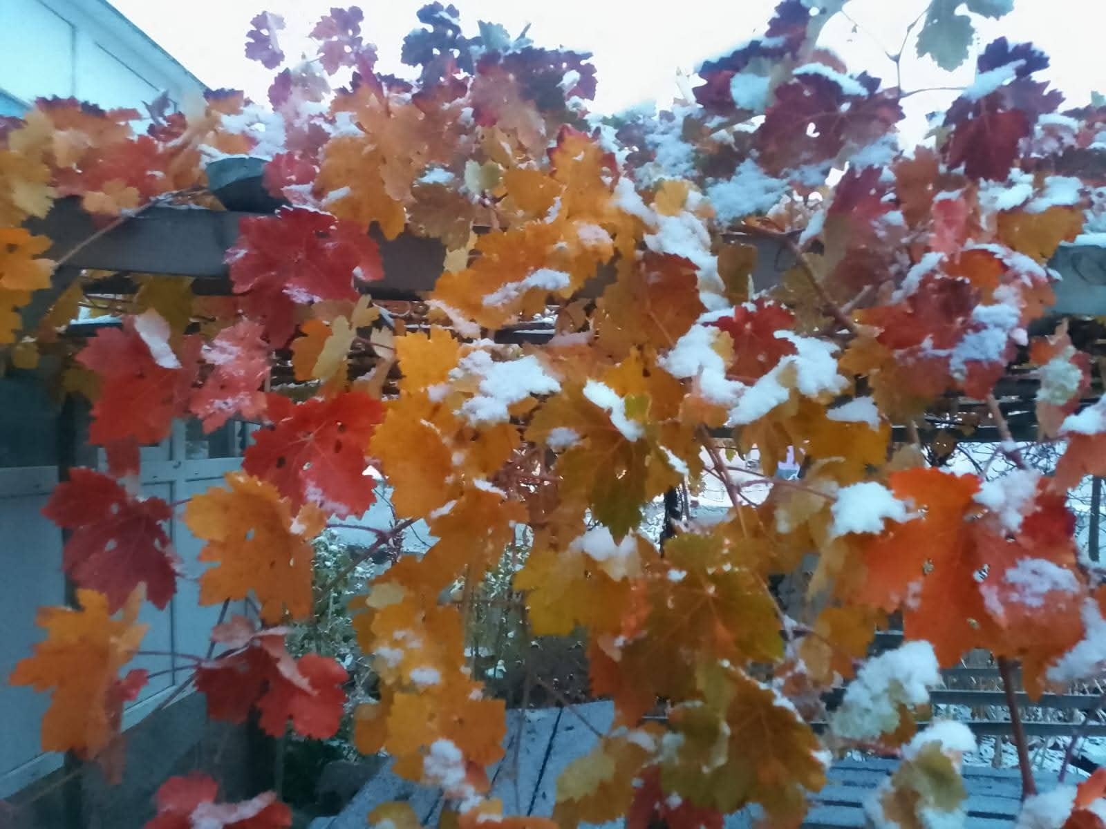 Whatsapp Image 2025 11 15 At 12.25.26 (1)