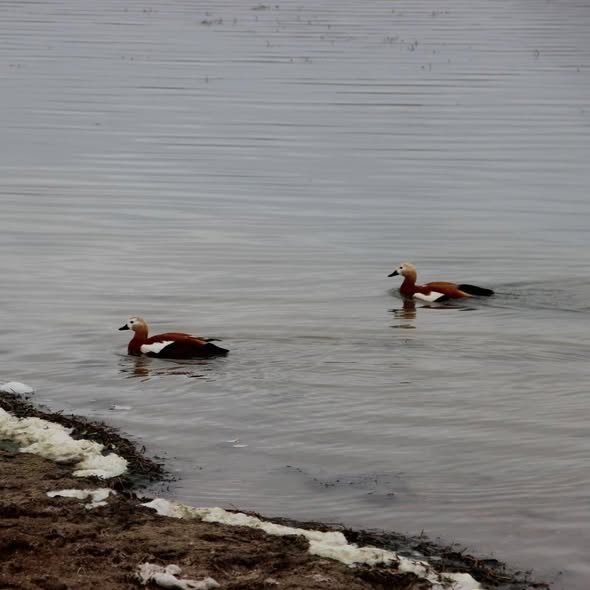 607297705 18548968015065290 8856374570756355859 N