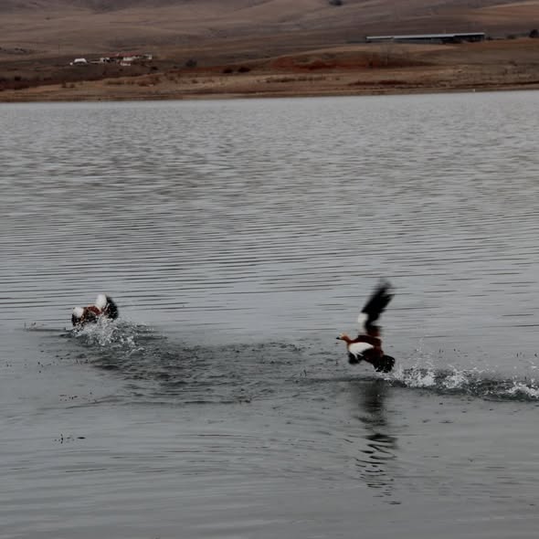 609154901 18548968024065290 3572886112789229810 N