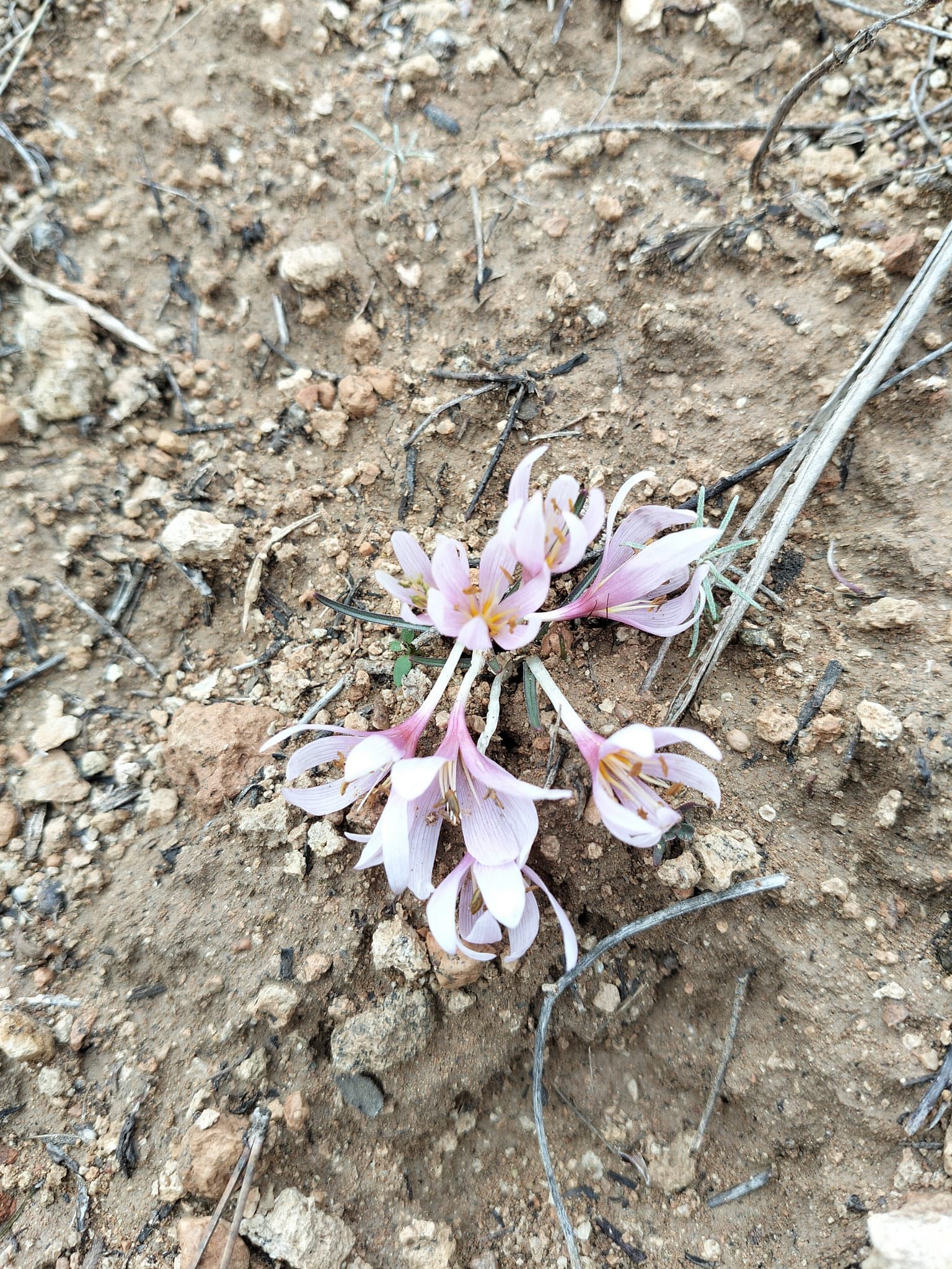 627846275 1210970894480131 8487881185173928703 N