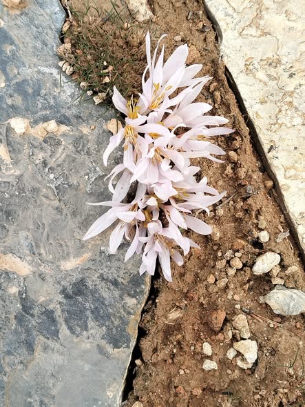 629980078 1210970931146794 1115411122632300632 N