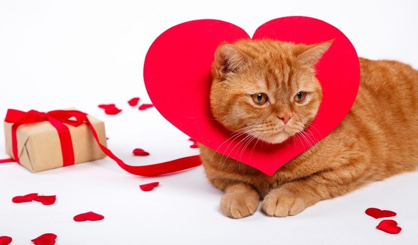 Kapak 2026 02 14T110301.554