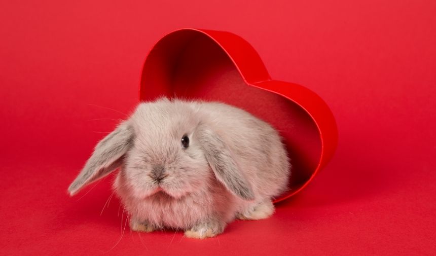 Kapak 2026 02 14T110721.093