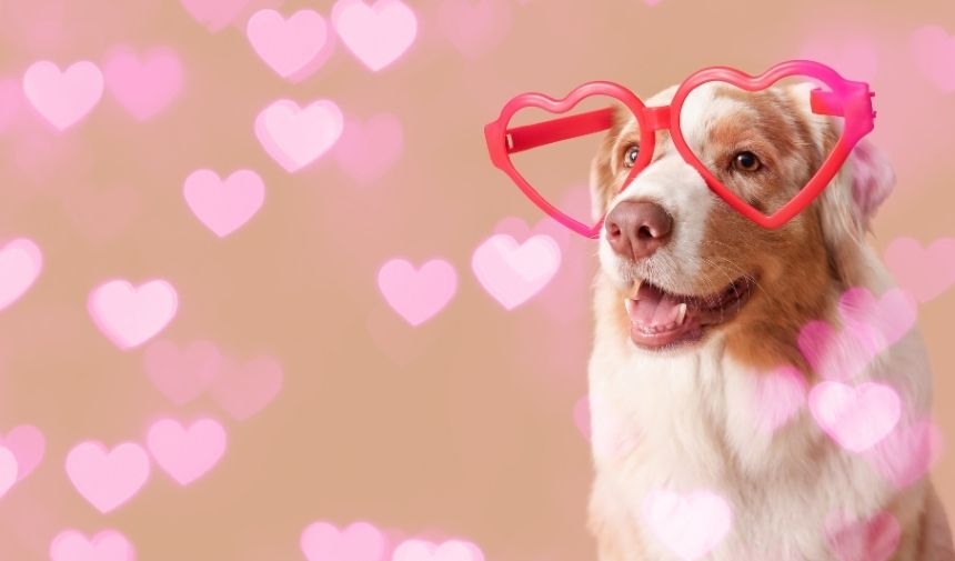 Kapak 2026 02 14T110932.005