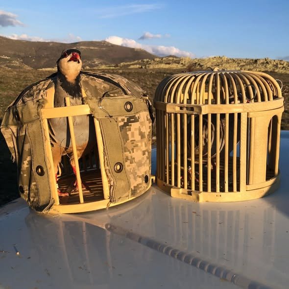 659208061 18574294123065290 1685027619846467204 N