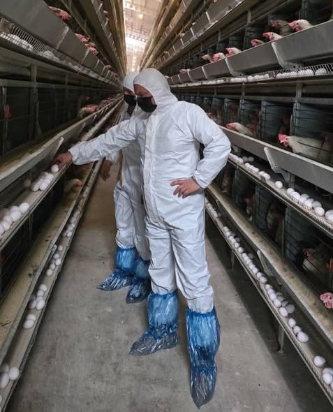 678790271 1785300402831755 1786474435416308816 N