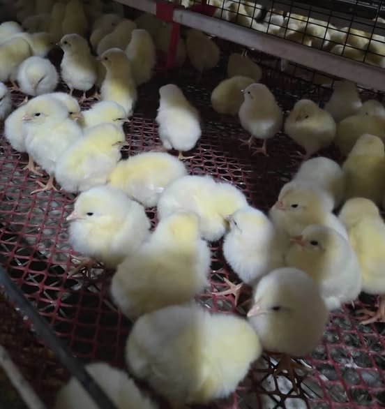 679192831 1785300476165081 6355860144987951928 N