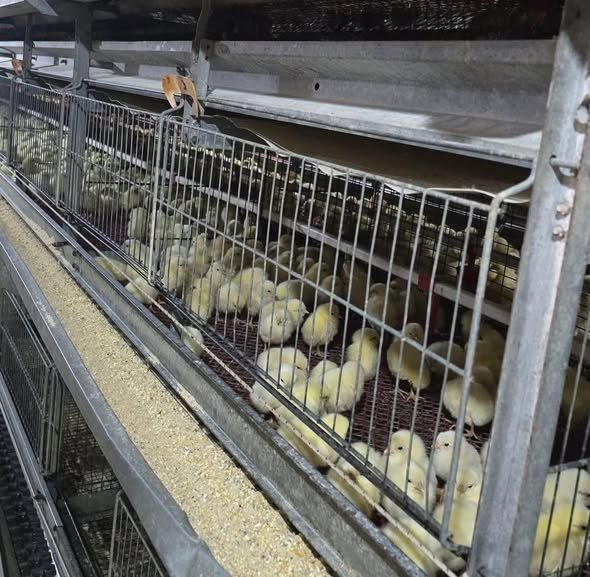 679684310 1785300652831730 3277043710921699745 N