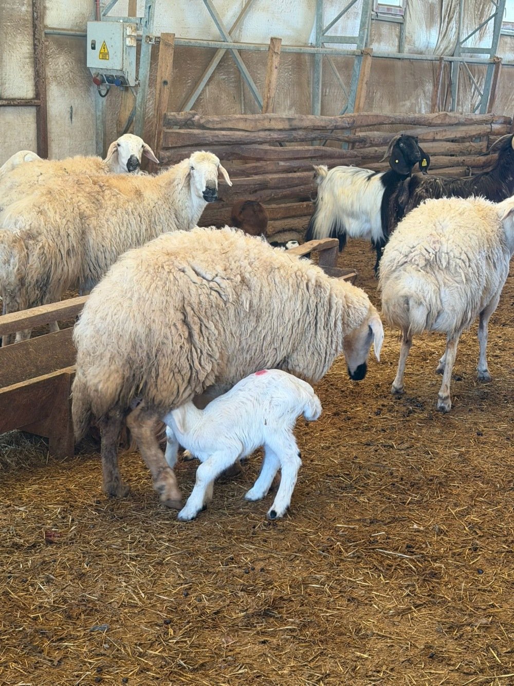 Whats App Image 2026 04 17 At 15.27.01 1