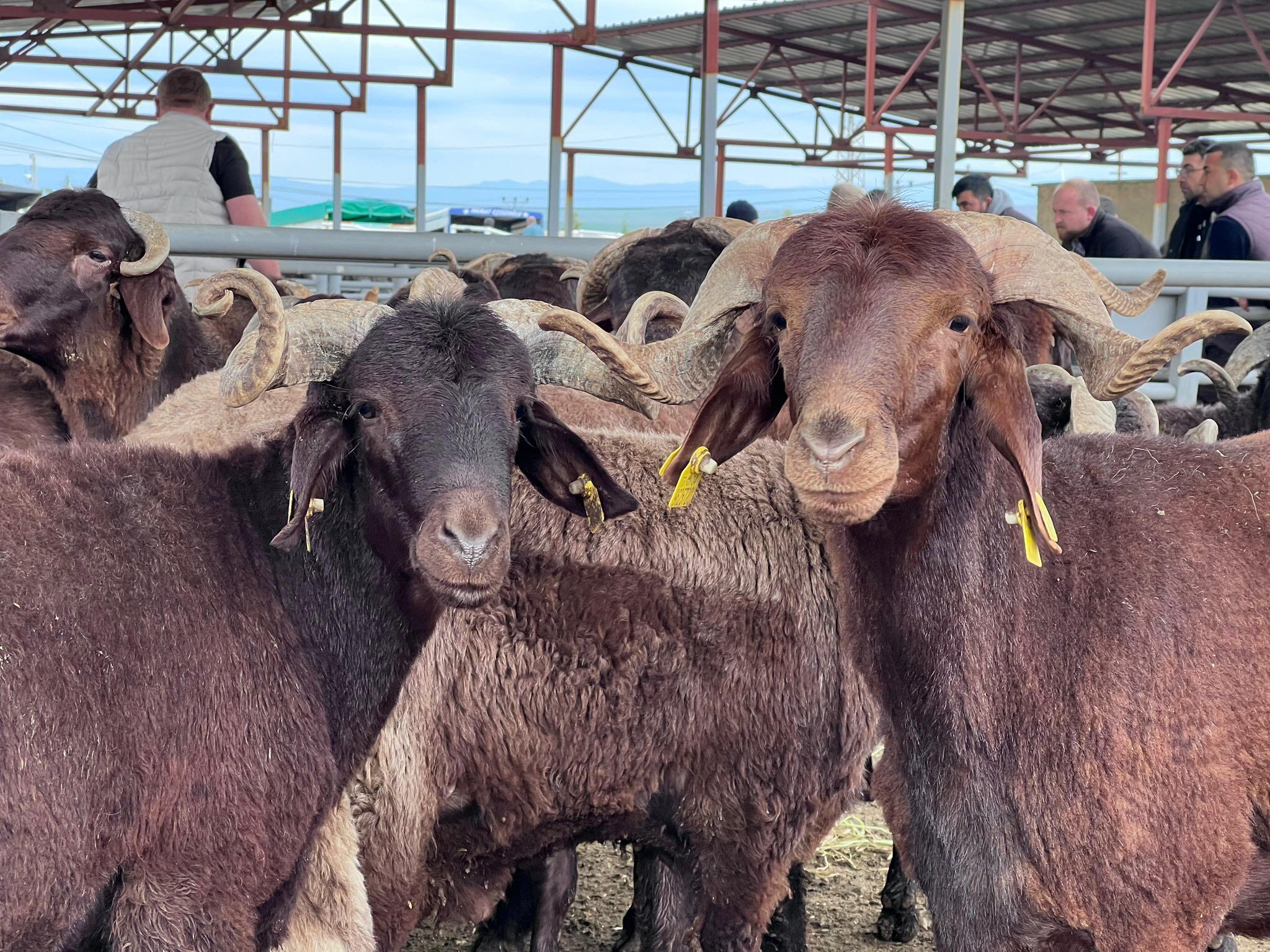 Tarım3-31