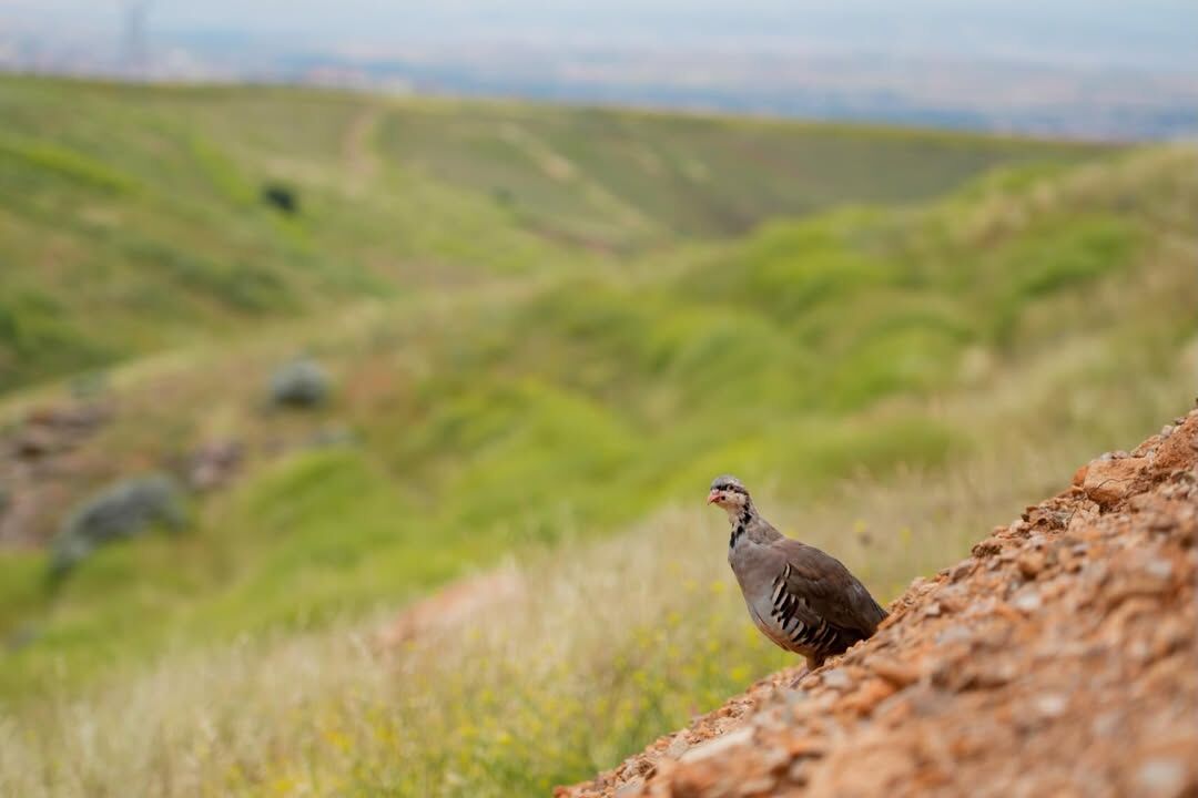 📍Kırşehir Kervansaray Dağlarıdoğa Koruma Ve Milli Parklar Genel Müdürlüğü’nce Süregelen Doğaya (3)