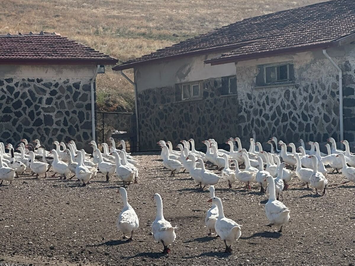 📢 Veteri̇nerli̇k Bölümü Tekni̇k Gezi̇si̇kırşehir Ahi Evran Üniversitesi Çiçekdağı Meslek Yüksekokulu (2)